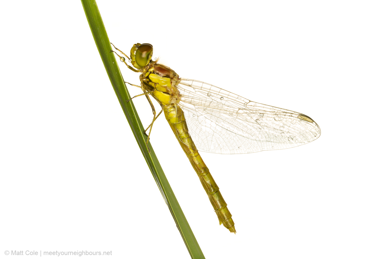 MYN Common Darter 1